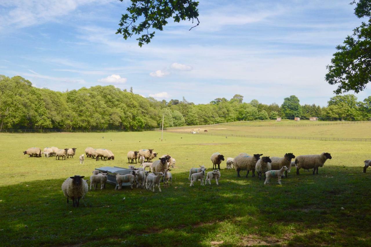 Graffham The Hideaway-South Downs National Park 아파트 외부 사진